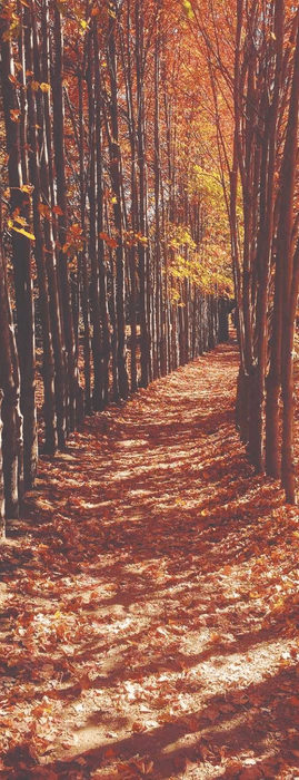 Papier peint panoramique chemin d'automne