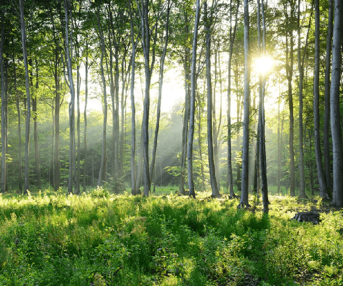 Papel pintado Panorámica del bosque de pinos