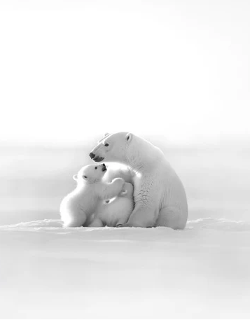 Papier peint panoramique - Horizon arctique