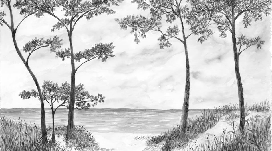 Papel pintado Pinos marítimos y dunas - Blanco y negro