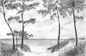 Papier peint Pins maritimes et dunes - Noir et blanc - Muralconcept