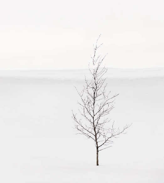 Papier peint pureté arbre - Muralconcept