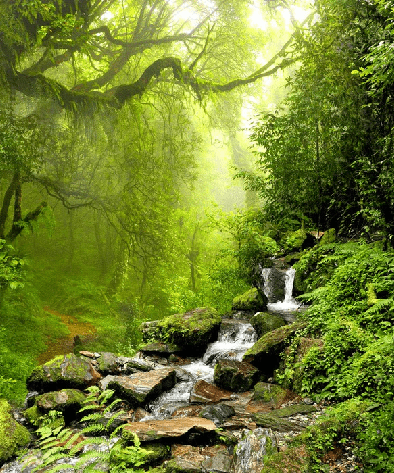 Papel pintado Cascada y bosque