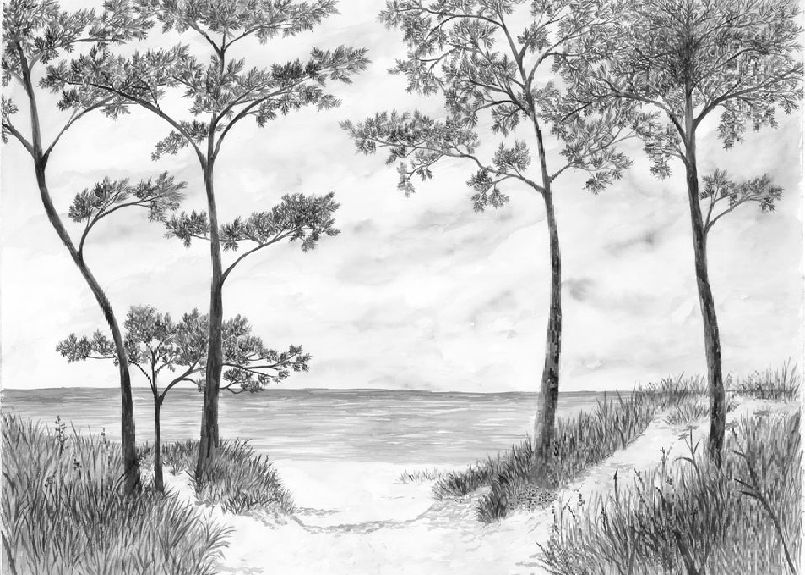 Papier peint Pins maritimes et dunes - Noir et blanc