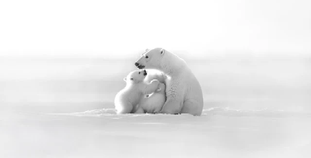 Papel pintado panorámico - Horizonte ártico