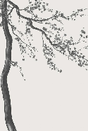 Papier peint panoramique fleur Sakura noir et blanc
