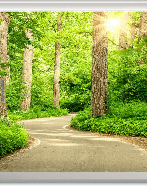Papel pintado trampantojo «Paseo por el bosque»