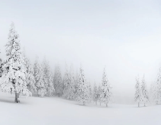 Papel pintado Panorámica del bosque nevado
