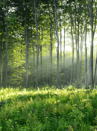 Papel pintado Panorámica del bosque de pinos