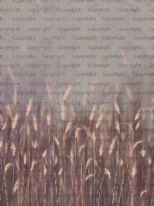 Papier peint panoramique herbes sauvages rose