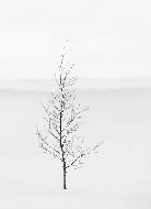 Papel pintado pureza árbol