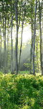 Papier peint wc Forêt de Pins