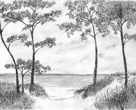 Papel pintado Pinos marítimos y dunas - Blanco y negro