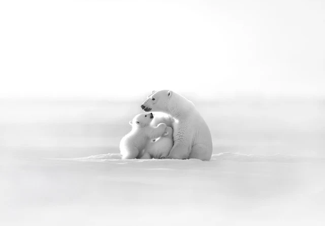 Papel pintado panorámico - Horizonte ártico