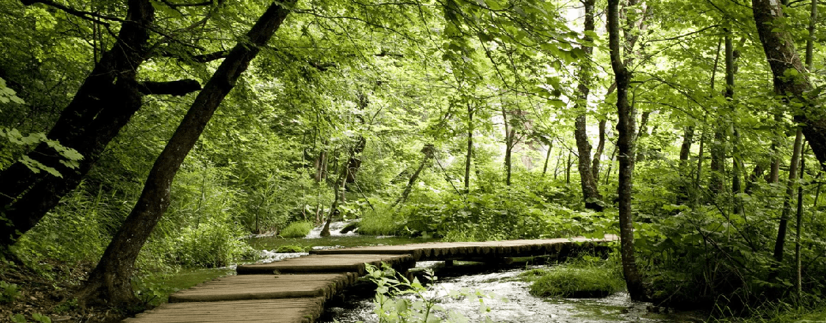 Papel pintado bistrot trampantojo camino forestal