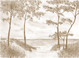 Papier peint Pins maritimes et dunes - Sépia - Muralconcept