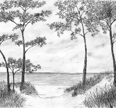 Papier peint Pins maritimes et dunes - Noir et blanc - Muralconcept