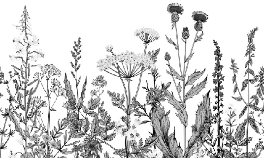 Papier peint botanique folk noir et blanc