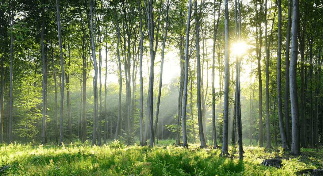 Papier peint panoramique forêt de pins