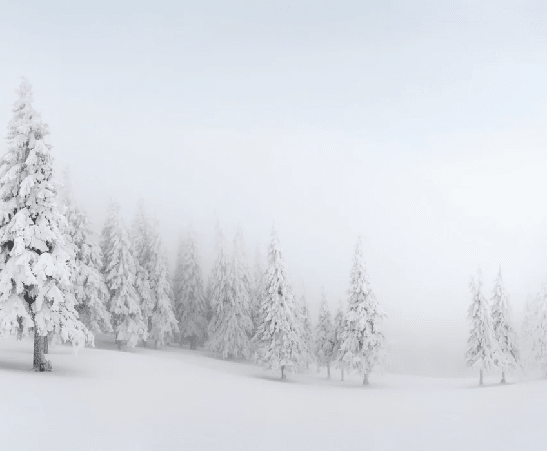 Papier peint panoramique forêt enneigée - Muralconcept