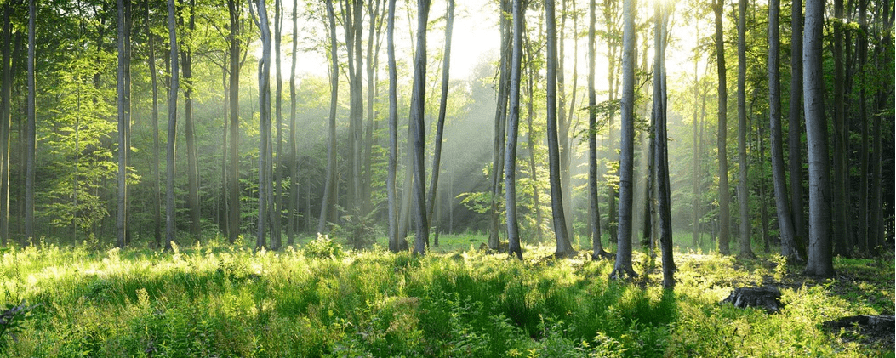 Papel pintado panorámico bosque de pinos