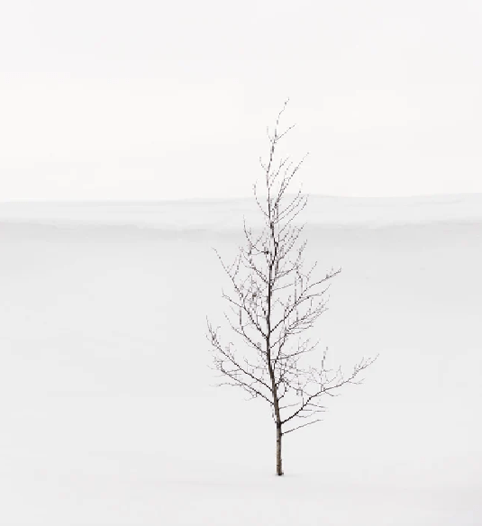 Papier peint pureté arbre - Muralconcept