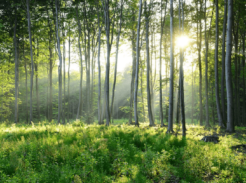 Papier peint panoramique forêt de pins