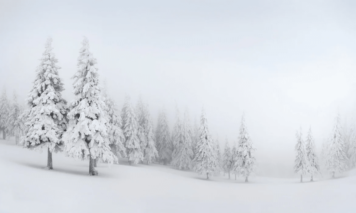 Papier peint panoramique forêt enneigée - Muralconcept