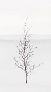 Papier peint pureté arbre