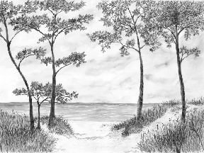 Papel pintado Pinos marítimos y dunas - Blanco y negro