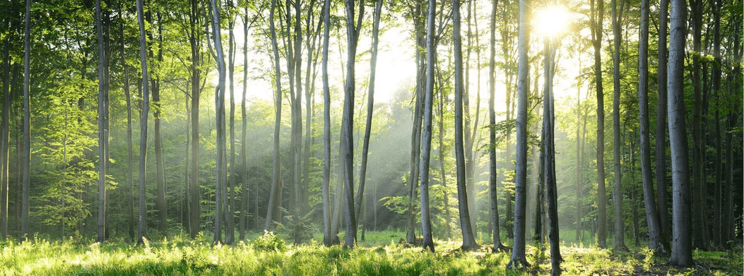 Papier peint wc Forêt de Pins - Muralconcept