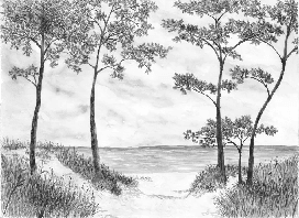 Papier peint Pins maritimes et dunes - Noir et blanc - Muralconcept