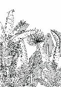 Papier peint panoramique noir et blanc botanic leaf