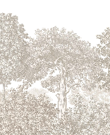 Papier peint paysage forêt gravure beige