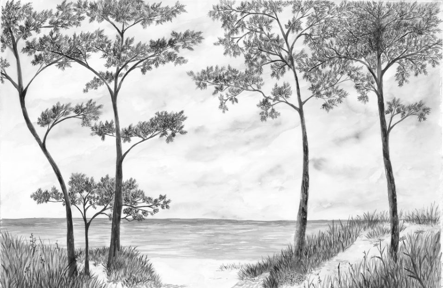 Papel pintado Pinos marítimos y dunas - Blanco y negro