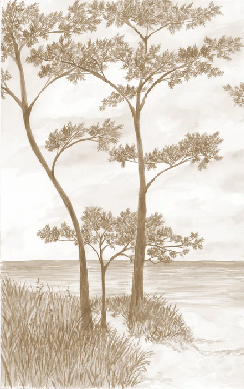 Papel pintado Pinos marítimos y dunas - Sepia