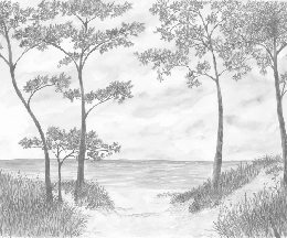 Papier peint Pins maritimes et dunes - Sépia - Muralconcept