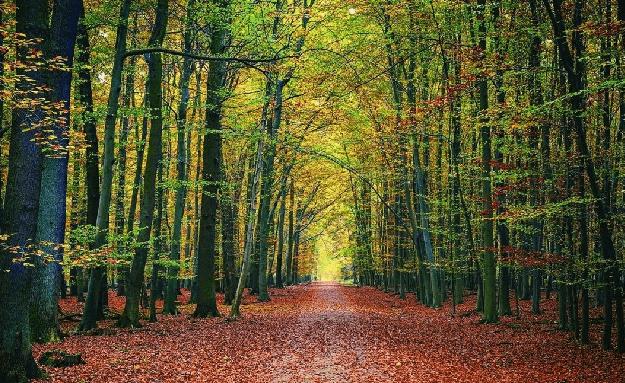 Papel pintado panorámico del bosque de Vercors