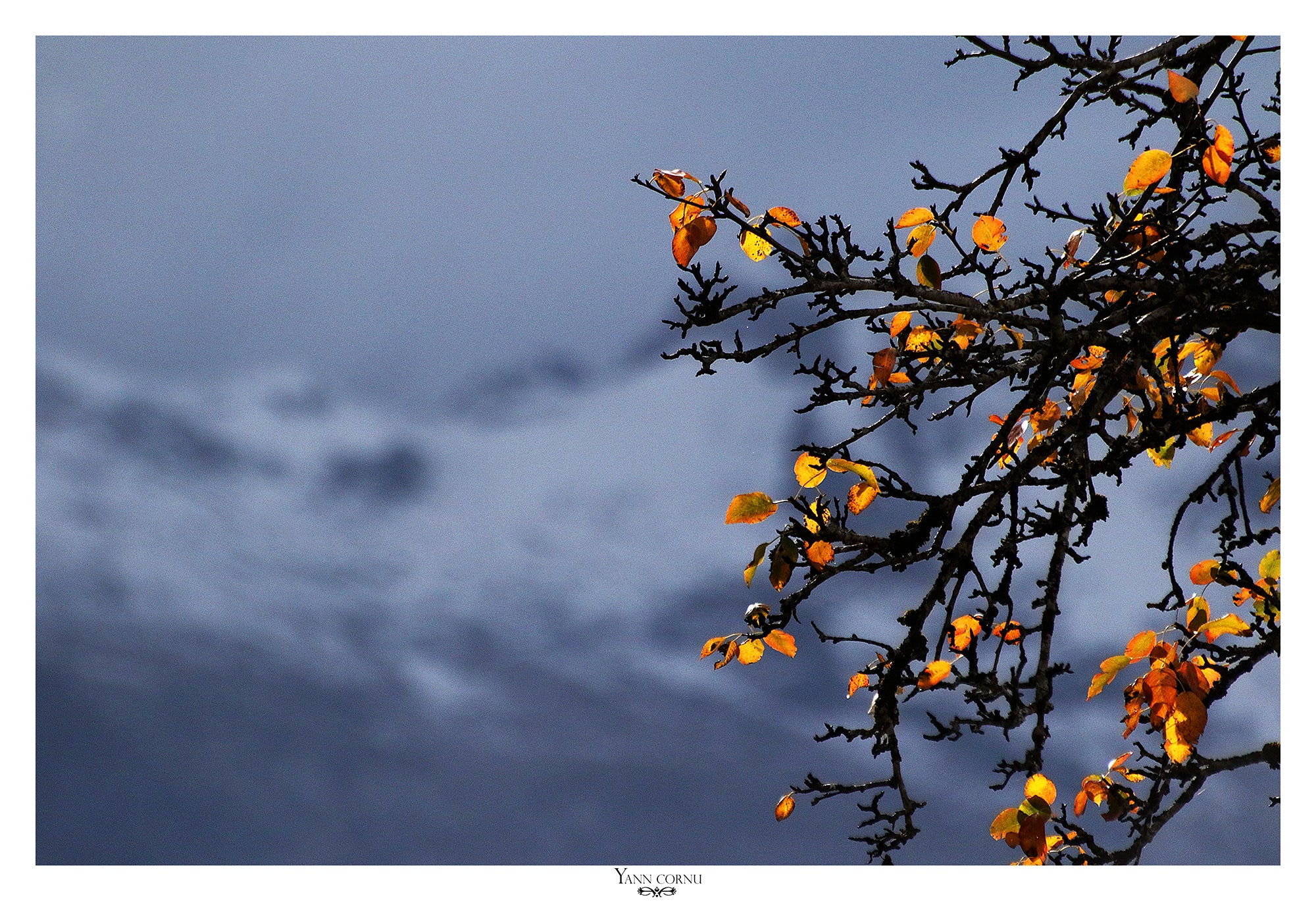 Papel pintado fotográfico con toque primaveral