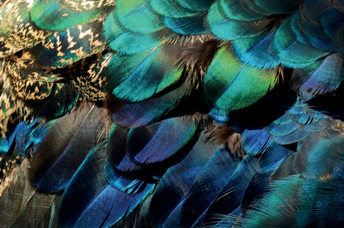 Fondo de pantalla de plumas de pavo real